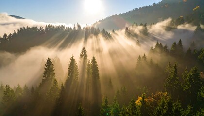 Sunrise through morning fog in a forest