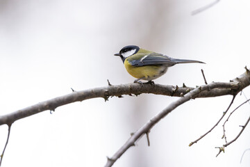 Great tit near National park Podyji, Southern Moravia, Czech Republic