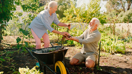 Retired Senior Couple Working In Vegetable Garden Or Allotment With Barrow At Home Picking Beetroot