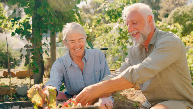 Close Up Of Retired Senior Couple Working In Vegetable Garden Or Allotment Picking Beetroot - Powered by Adobe
