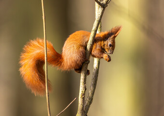 red squirrel in the forest