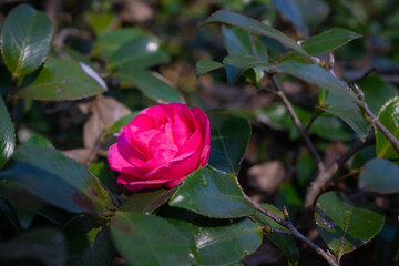 一輪の綺麗な椿の花