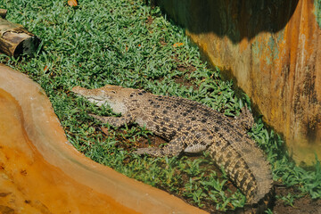 crocodile sunbathing on the grass