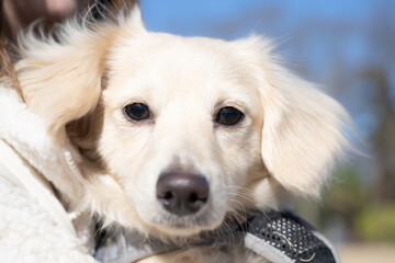 カメラをじっと見つめる白い犬