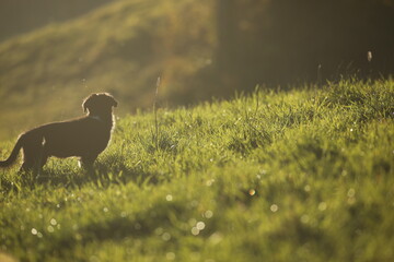 Dog is standing in a grassy field