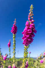 Purple foxglove flowers growing against blue sky © Richard Semik