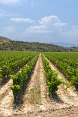 Typical vineyard near Logrono, Rioja wine region, Rioja Alavesa, Basque Country, Spain