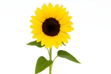 Obraz premium Bright Yellow Sunflower Isolated on White Background