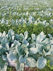 Expansive cauliflower field with lush, open green leaves, fresh and healthy before curd formation, showcasing vibrant agricultural growth under natural light.