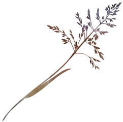 Watercolor dried stem with leaf and seeds in brown tones, boho autumn wedding isolated illustration