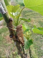 Close-up of a brown grasshopper perched on a castor plant branch, highlighting insect detail and natural habitat in vibrant outdoor setting.