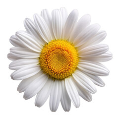 3d white daisy flower isolated on transparent background