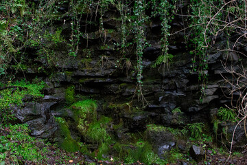 Mur de roche et de mousse