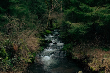 Ruisseau sous les arbres