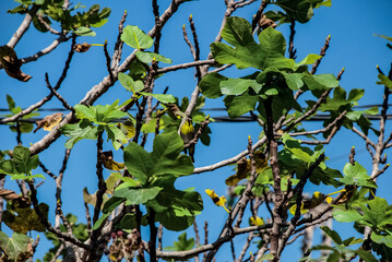 green leaves against blue sky