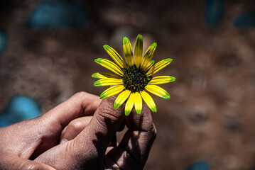 sunflower in hands