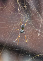 Giant Golden Orb Weaver Nephila Spider in its web, in North Queensland, Australia. Detailed close-up showcasing its intricate web and natural habitat. Captivating close-up highlighting vivid colors.
