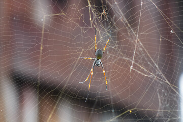 Giant Golden Orb Weaver Nephila Spider in its web, in North Queensland, Australia. Detailed close-up showcasing its intricate web and natural habitat. Captivating close-up highlighting vivid colors.