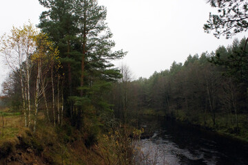 Fototapeta premium Tranquil Autumn Forest with Flowing River and Mixed Foliage