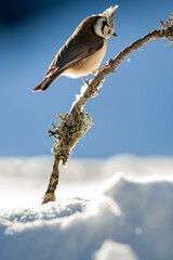 Crested tit (Lophophanes cristatus) perched on a snow-covered branch in winter, France.