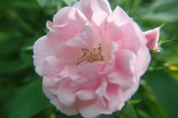 Pink rose in rose garden, dreamy focus, closeup