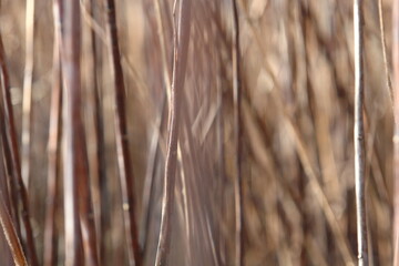 Dry grass and branches