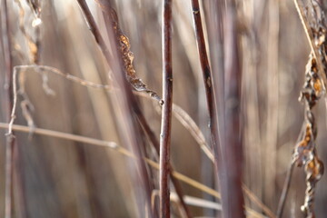 Dry grass and branches