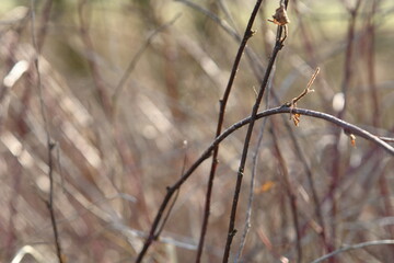 Dry grass and branches