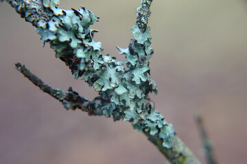 Lichen on tree