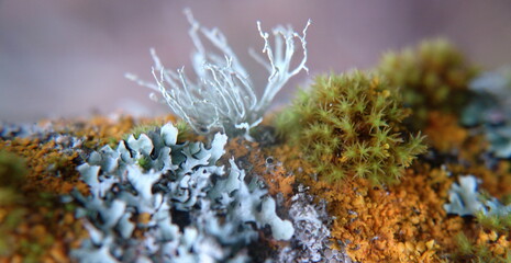 Lichen on Tree