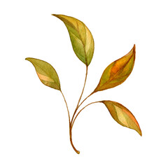 Beautiful watercolor illustration of a branch with green leaves, ideal for seasonal designs and projects