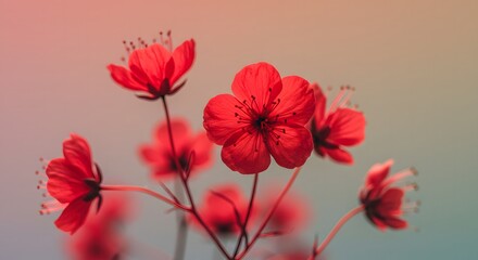 Vibrant red flowers with soft blurred background, ideal for nature, wellness, or romantic-themed designs