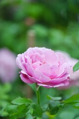 Close up a  single pink rose blossom in a garden with blurred green mature background 