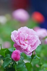 Close up a  single pink rose blossom in a garden with blurred green mature background 
