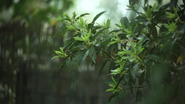 Native Australian tree, garden / backyard