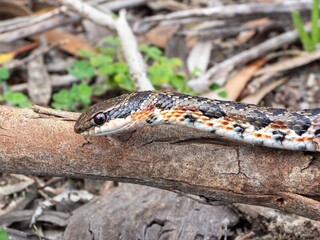 Fototapeta premium Snake resting on a branch in nature.