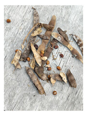 Dried brown Jicama seeds, or Pachyrhizus erosus lie next to their damaged and dry pods, on a wooden surface.