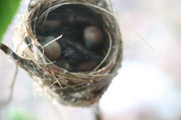 Close-Up of Baby Birds in Their Nest

Wild Bird Nest with Newly Hatched Chicks