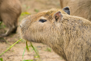 Close-up of a capybara eating grass, showcasing its textured fur and relaxed demeanor in a natural setting