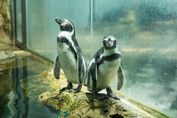 Naklejka premium Two Humboldt penguins standing in front of an aquarium glass enclosure, with one looking forward and the other bowing its head