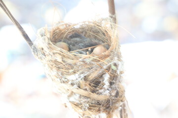 Parent Bird Caring for Chicks in Nest

Young Birds Waiting for Food in Nest