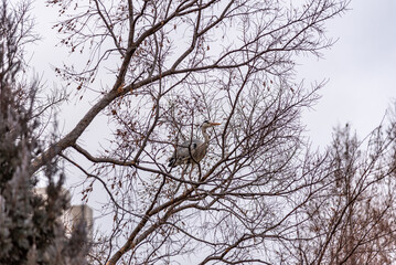 Heron perched on leafless tree branches against a cloudy sky