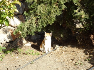 [Spain] A red tabby cat that looks dazzled by the bright sunlight (Santa Fiora Botanical Garden, Frigiliana)