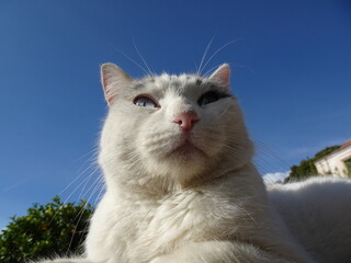 [Spain] Close up of face of stray cat with blue eyes (Frigiliana)