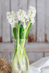 White hyacinth flowers in glass vase.