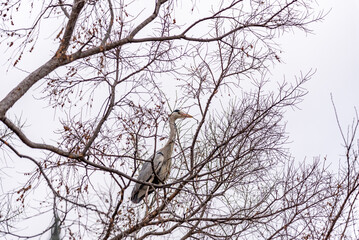 Heron perched on leafless tree branches against a cloudy sky