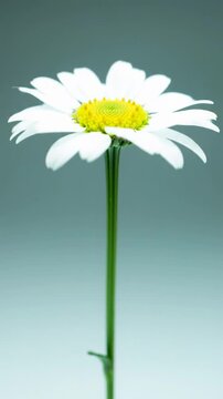 A photorealistic, ultra-detailed time-lapse video of a solitary, flawless white daisy with a vibrant yellow center, unfurling from a dew-kissed green bud to a pristine flower. ECU to MCU, static,