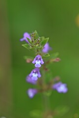 Feld-Steinquendel (Acinos arvensis)