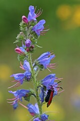 Thymian-Widderchen (Zygaena purpuralis)
auf Gew&ouml;hnlichem Natternkopf (Echium vulgare)