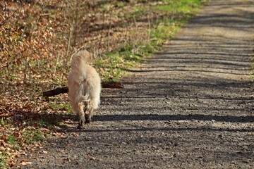 Goldendoodle tr&auml;gt gro&szlig;en Ast
